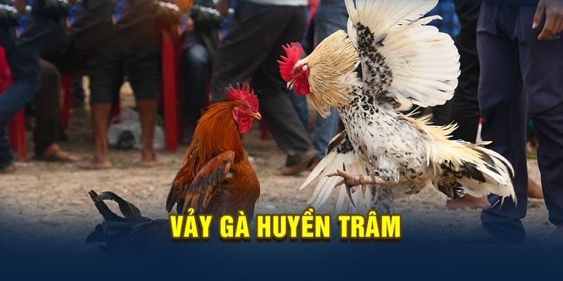 Huyền trâm ngang cựa được ví như thần kê